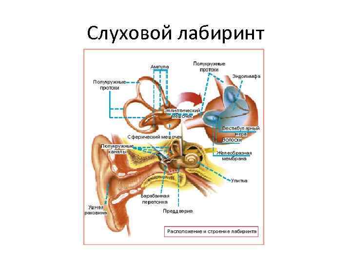 Слуховой лабиринт 