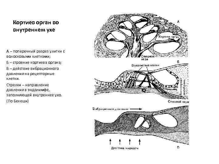 Кортиев орган во внутреннем ухе А – поперечный разрез улитки с волосковыми клетками; Б