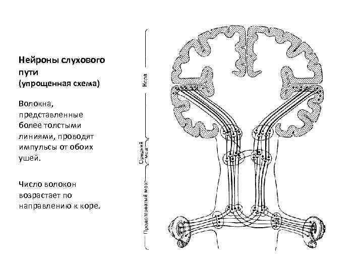 Нейроны слухового пути (упрощенная схема) Волокна, представленные более толстыми линиями, проводят импульсы от обоих