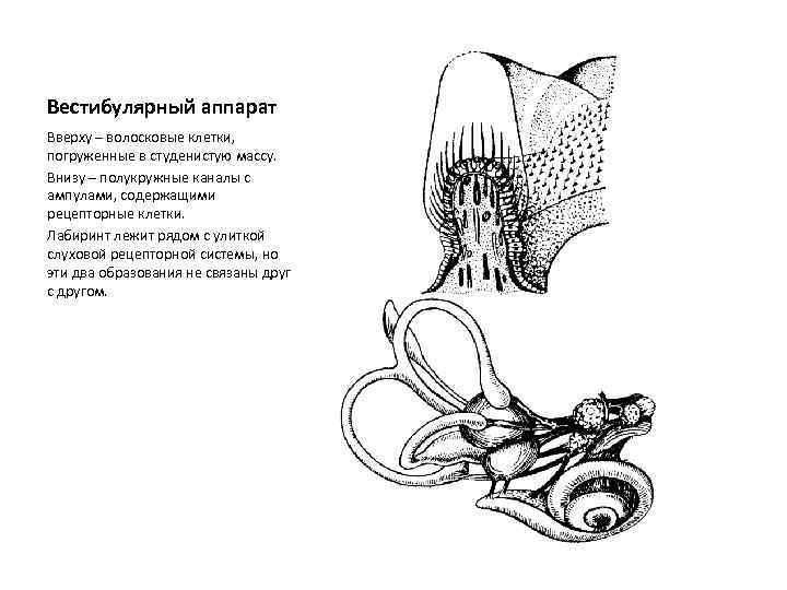 Вестибулярный аппарат Вверху – волосковые клетки, погруженные в студенистую массу. Внизу – полукружные каналы
