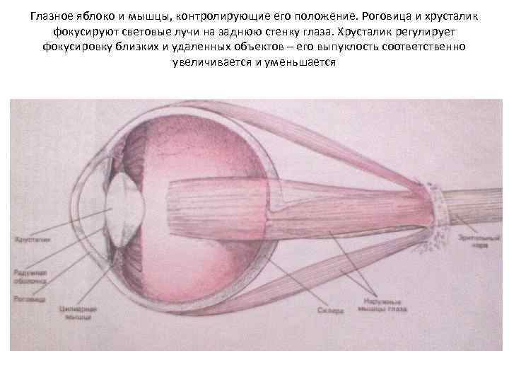 Глазное яблоко и мышцы, контролирующие его положение. Роговица и хрусталик фокусируют световые лучи на