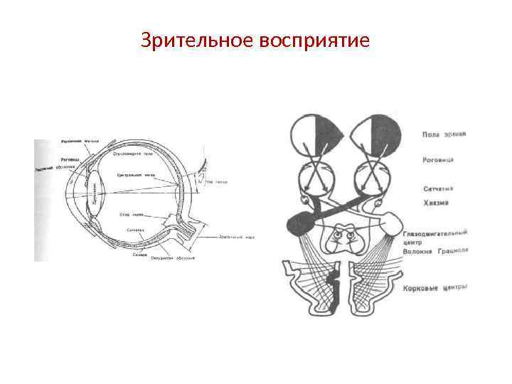 Зрительное восприятие 