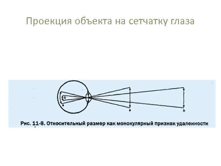 Проекция объекта на сетчатку глаза 