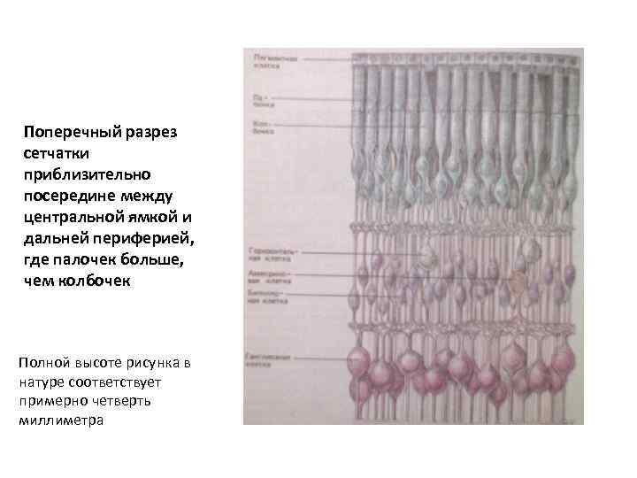 Поперечный разрез сетчатки приблизительно посередине между центральной ямкой и дальней периферией, где палочек больше,