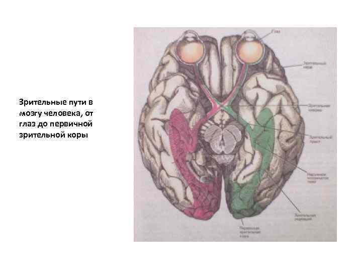 Зрительные пути в мозгу человека, от глаз до первичной зрительной коры 