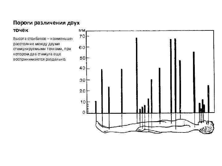 Пороги различения двух точек Высота столбиков – наименьшее расстояние между двумя стимулируемыми точками, при
