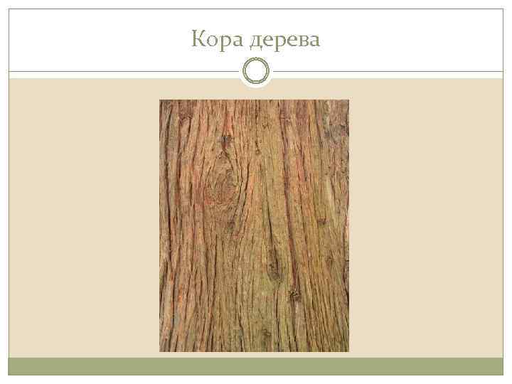 Кора дерева 