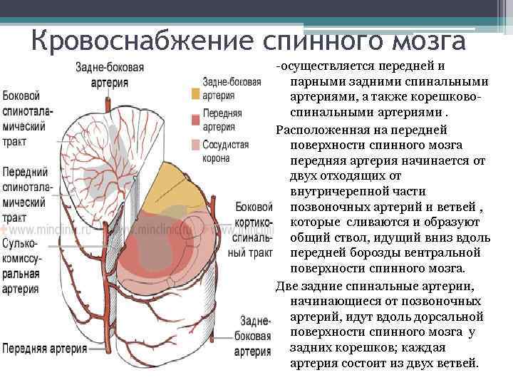 Спинномозговая артерия