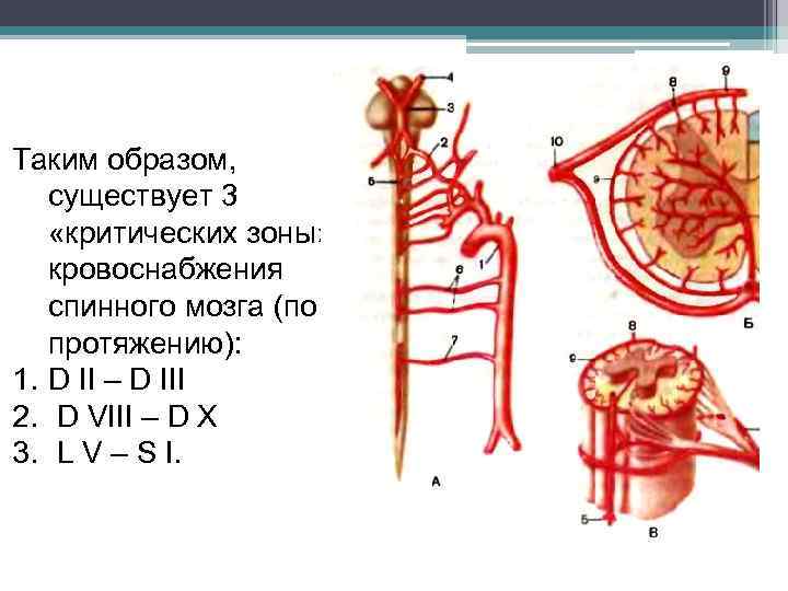 Таким образом, существует 3 «критических зоны» кровоснабжения спинного мозга (по протяжению): 1. D II