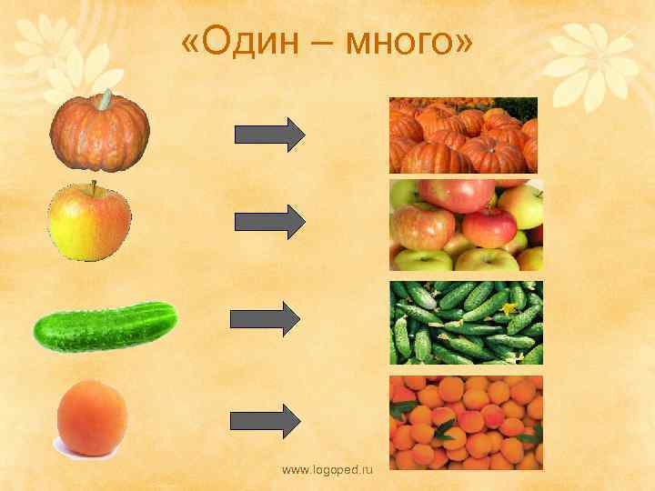  «Один – много» www. logoped. ru 