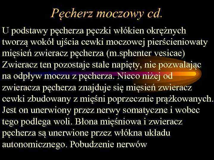 Pęcherz moczowy cd. U podstawy pęcherza pęczki włókien okrężnych tworzą wokół ujścia cewki moczowej