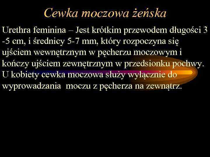 Cewka moczowa żeńska Urethra feminina – Jest krótkim przewodem długości 3 -5 cm, i