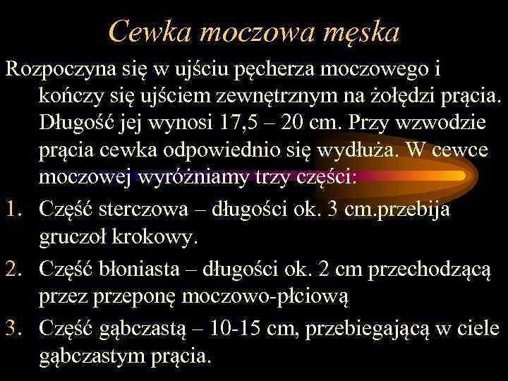 Cewka moczowa męska Rozpoczyna się w ujściu pęcherza moczowego i kończy się ujściem zewnętrznym