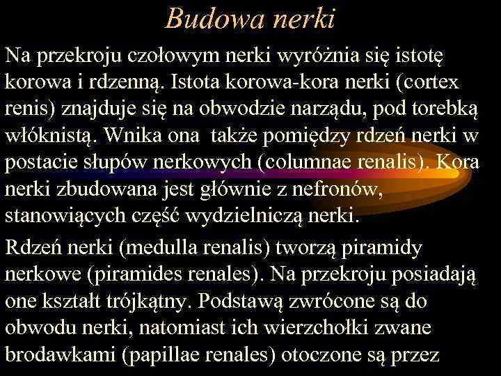 Budowa nerki Na przekroju czołowym nerki wyróżnia się istotę korowa i rdzenną. Istota korowa-kora