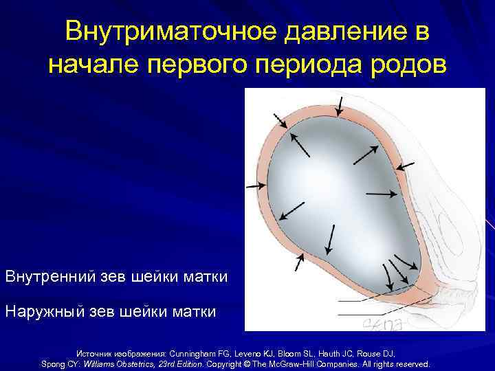 Внутриматочное давление в начале первого периода родов Внутренний зев шейки матки Наружный зев шейки