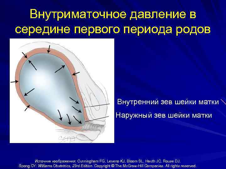 Внутриматочное давление в середине первого периода родов Внутренний зев шейки матки Наружный зев шейки