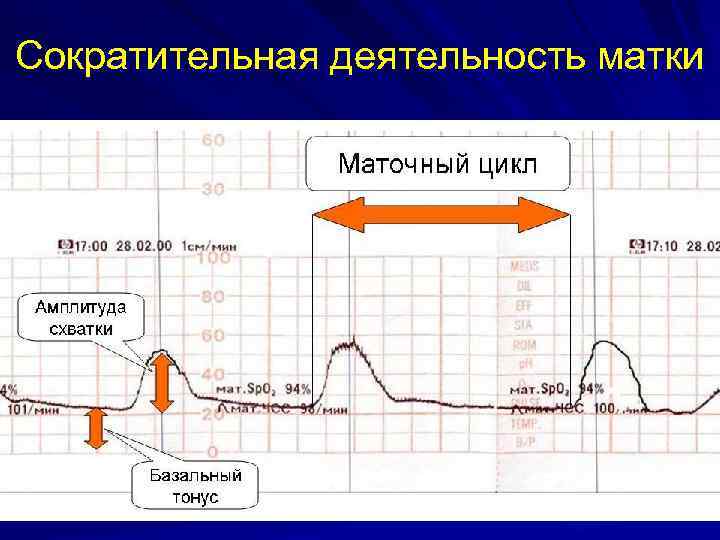 Маточный цикл