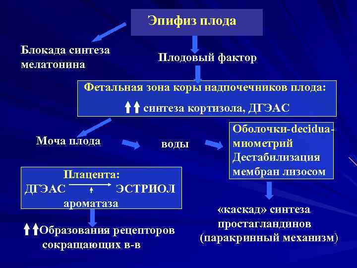 Эпифиз плода Блокада синтеза мелатонина Плодовый фактор Фетальная зона коры надпочечников плода: синтеза кортизола,