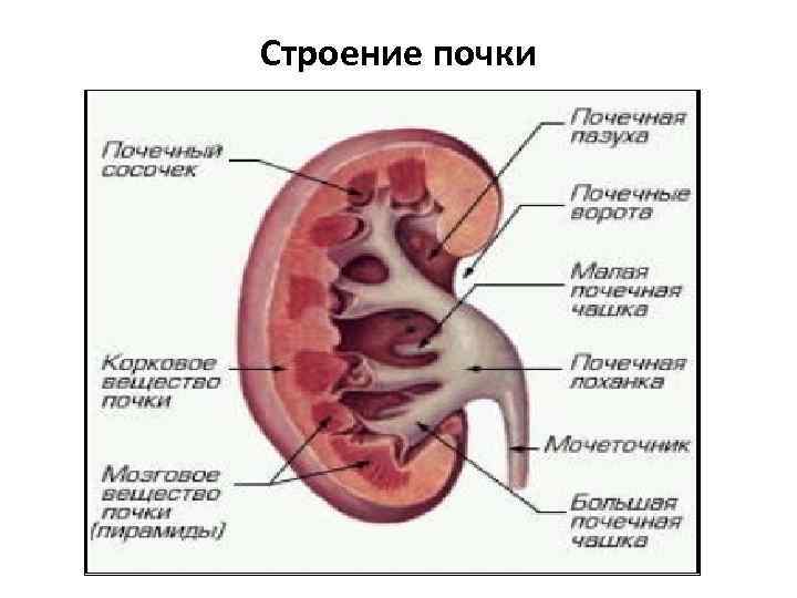 Строение почки 