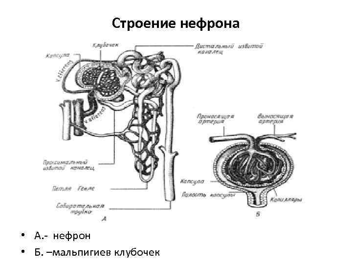 Строение нефрона • А. - нефрон • Б. –мальпигиев клубочек 