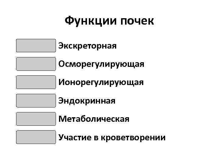 Функции почек Экскреторная Осморегулирующая Ионорегулирующая Эндокринная Метаболическая Участие в кроветворении 