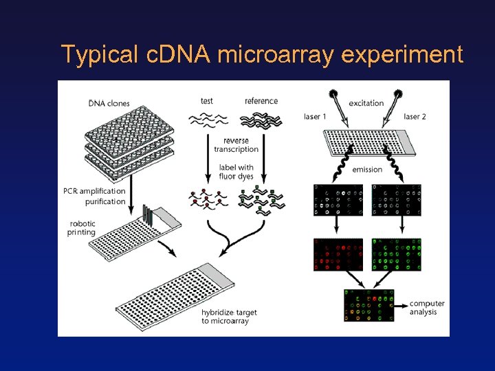 Typical c. DNA microarray experiment 