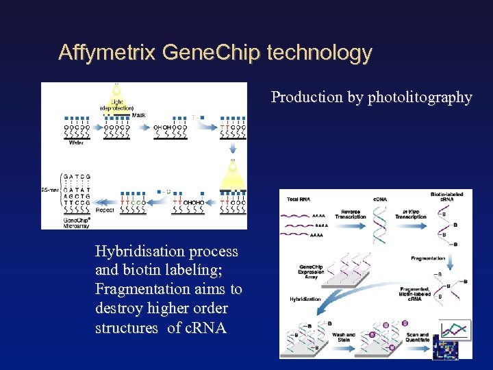 Affymetrix Gene. Chip technology Production by photolitography Hybridisation process and biotin labelíng; Fragmentation aims