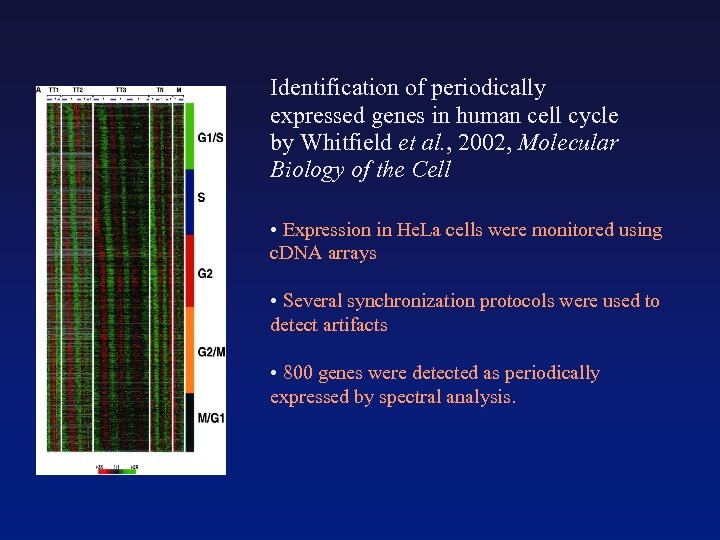 Identification of periodically expressed genes in human cell cycle by Whitfield et al. ,