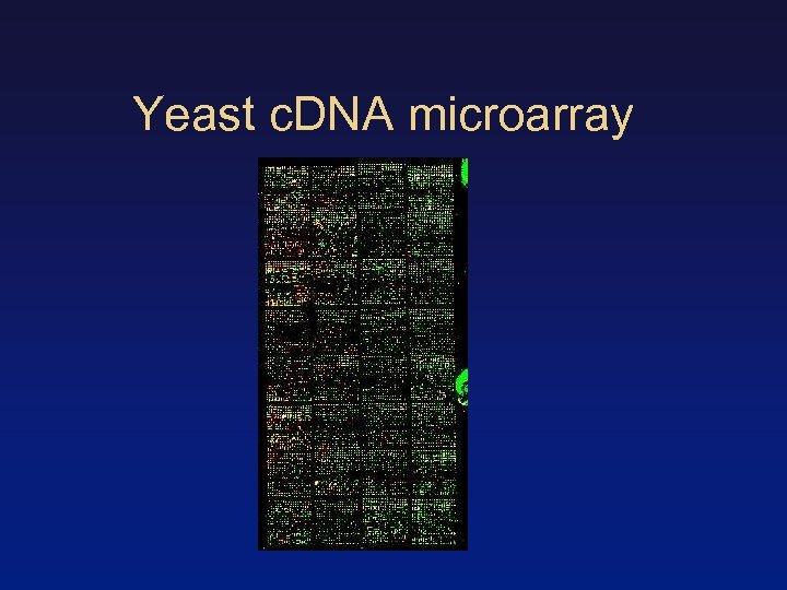 Yeast c. DNA microarray 