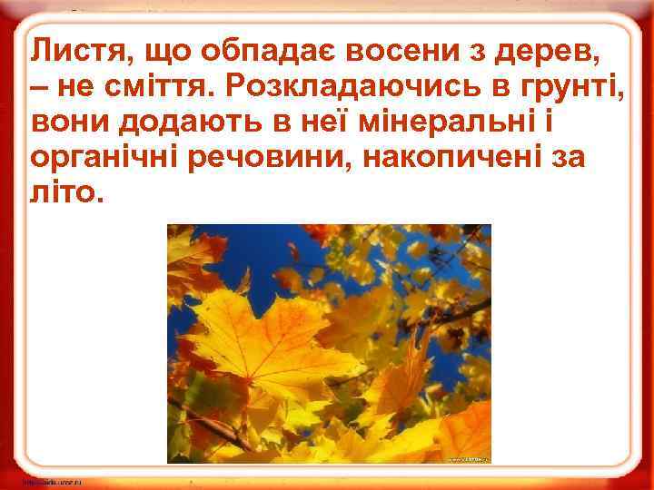Листя, що обпадає восени з дерев, – не сміття. Розкладаючись в грунті, вони додають