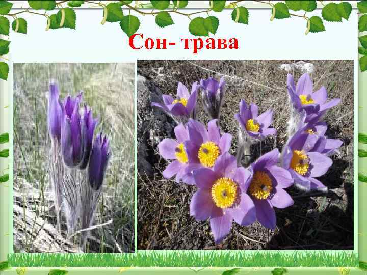 Сон- трава 