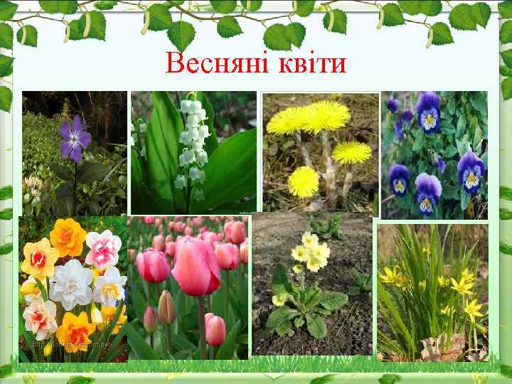 Весняні квіти 