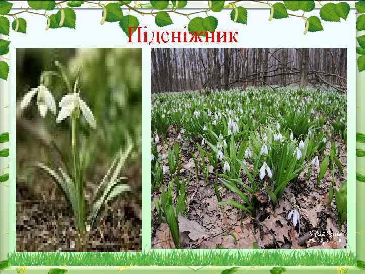 Підсніжник 