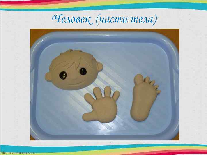 Человек (части тела) 