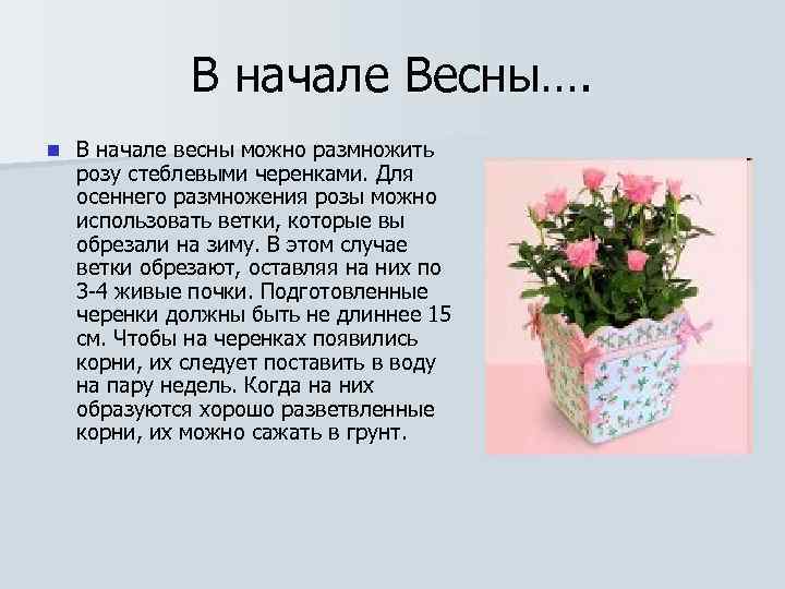 В начале Весны…. n В начале весны можно размножить розу стеблевыми черенками. Для осеннего