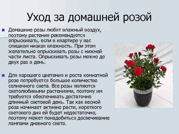 Уход за домашней розой n Домашние розы любят влажный воздух, поэтому растения рекомендуется опрыскивать,