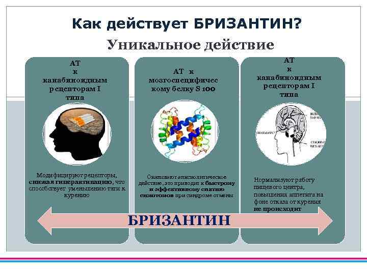 Как действует БРИЗАНТИН? Уникальное действие АТ к канабиноидным рецепторам I типа Модифицируют рецепторы, снижая