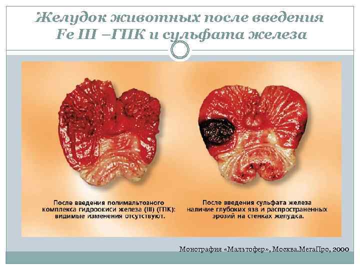Желудок животных после введения Fe III –ГПК и сульфата железа Монография «Мальтофер» , Москва.