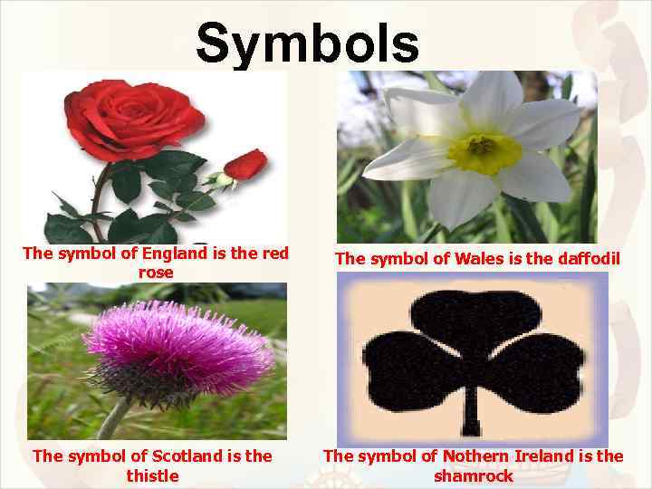 Symbols The symbol of England is the red rose The symbol of Wales is