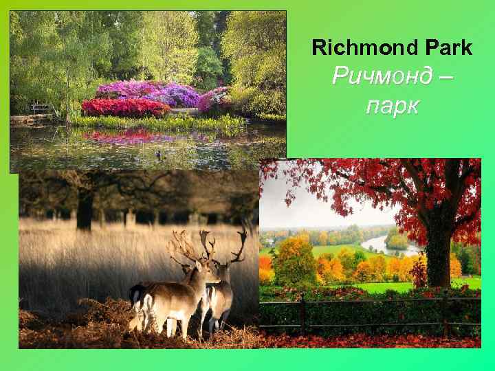 Richmond Park Ричмонд – парк 