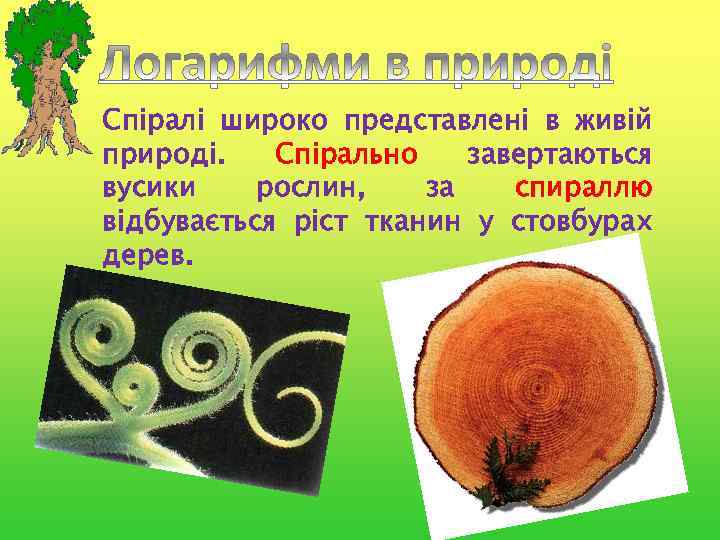 Спіралі широко представлені в живій природі. Спірально завертаються вусики рослин, за спираллю відбувається ріст