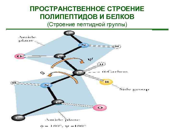 ПРОСТРАНСТВЕННОЕ СТРОЕНИЕ ПОЛИПЕПТИДОВ И БЕЛКОВ (Строение пептидной группы) 