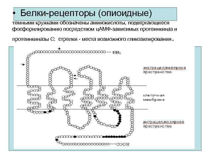  • Белки-рецепторы (опиоидные) темными кружками обозначены аминокислоты, подвергающиеся фосфорилированию посредством ц. АМФ-зависимых протеинкиназ
