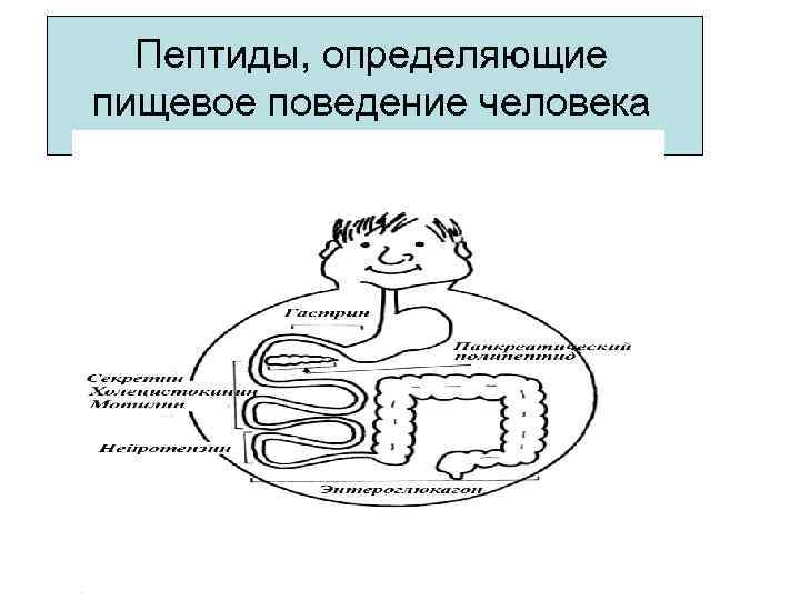 Пептиды, определяющие пищевое поведение человека 