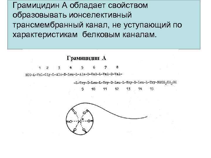 Грамицидин А обладает свойством образовывать ионселективный трансмембранный канал, не уступающий по характеристикам белковым каналам.