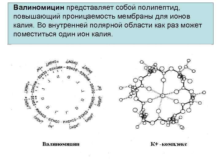 Валиномицин представляет собой полипептид, повышающий проницаемость мембраны для ионов калия. Во внутренней полярной области