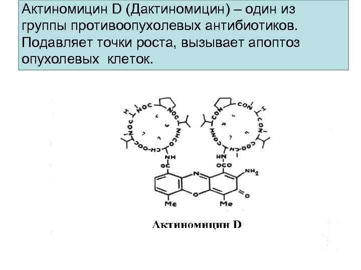 Актиномицин D (Дактиномицин) – один из группы противоопухолевых антибиотиков. Подавляет точки роста, вызывает апоптоз