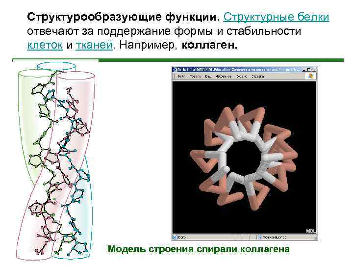 Структурообразующие функции. Структурные белки отвечают за поддержание формы и стабильности клеток и тканей. Например,
