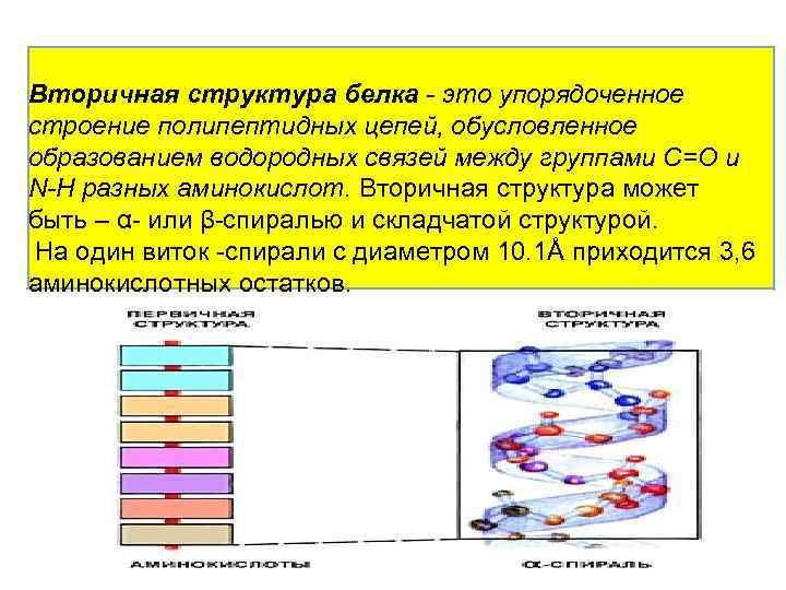 Вторичная структура белка - это упорядоченное строение полипептидных цепей, обусловленное образованием водородных связей между