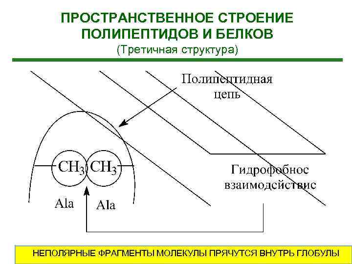 ПРОСТРАНСТВЕННОЕ СТРОЕНИЕ ПОЛИПЕПТИДОВ И БЕЛКОВ (Третичная структура) НЕПОЛЯРНЫЕ ФРАГМЕНТЫ МОЛЕКУЛЫ ПРЯЧУТСЯ ВНУТРЬ ГЛОБУЛЫ 